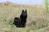 SCHIPPERKE 211